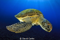 Green turtle by David Carbo 